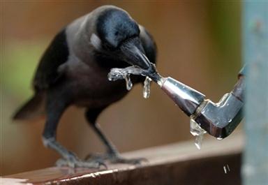 動物需要水